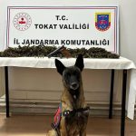 Tokat’ta bir araçta 2 kilo 300 gram esrar ele geçirildi
